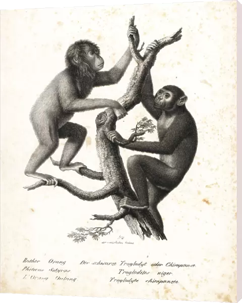 Bornean orangutan and chimpanzee, both endangered