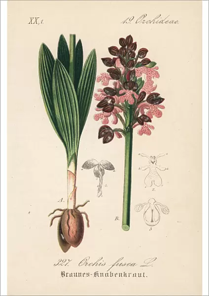 Lady orchid, Orchis purpurea