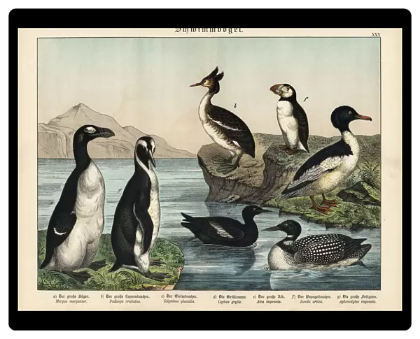 Extinct greak auk, puffin and emperor penguin