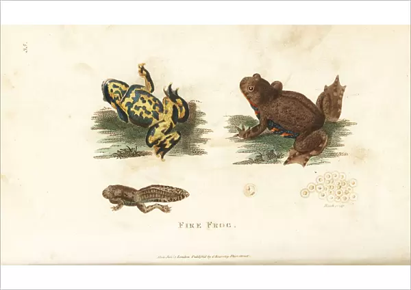 European fire-bellied toad, Bombina bombina