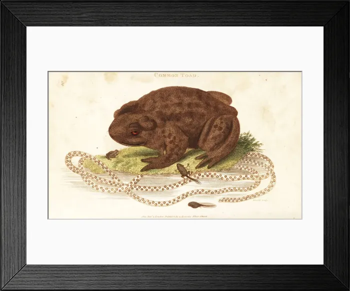 Framed Print : Toad Spawn and Tadpoles Handcoloured Print 1801