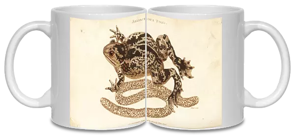 Spadefoot or garlic toad, Pelobates fuscus
