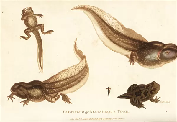 Tadpoles of the spadefoot toad, Pelobates fuscus