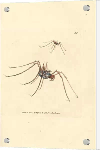 Harvestman spider, Megabunus diadema