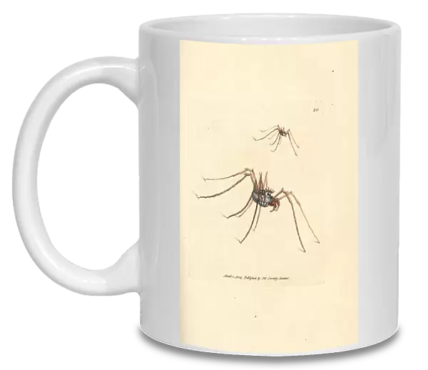 Harvestman spider, Megabunus diadema