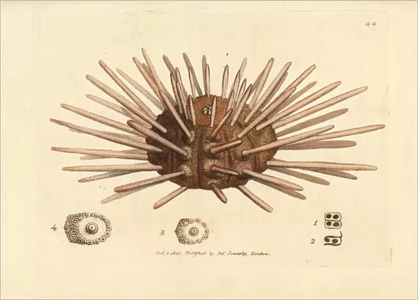 Long-spine slate pen sea urchin, Cidaris cidaris