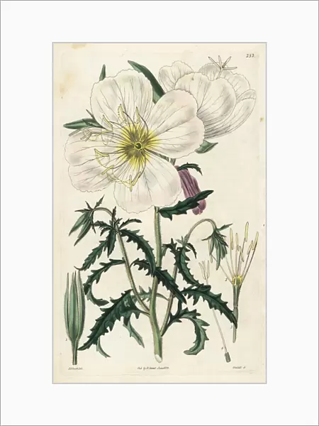 Mexican primrose or handsome white oenothera