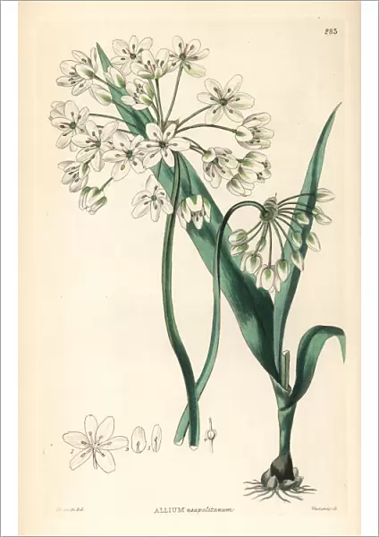 Naples garlic or daffodil garlic, Allium neapolitanum