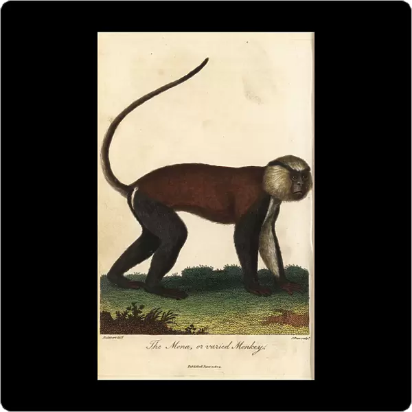 Mona or varied monkey, Cercopithecus mona