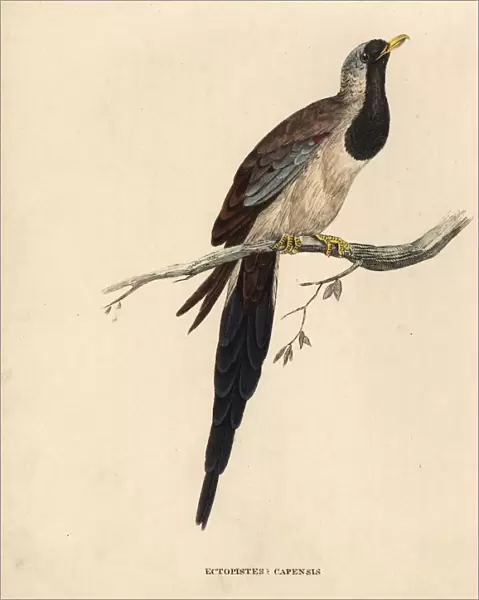 Namaqua dove, Oena capensis