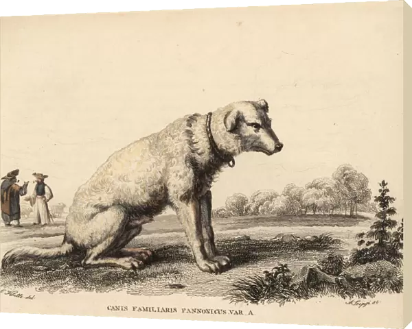 Hungarian Kuvasz sheepdog, Canis lupus familiaris