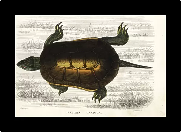 Caspian turtle or striped-neck terrapin, Mauremys caspica