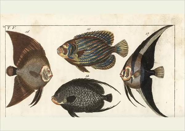 French angelfish, Emperor angelfish, batfish
