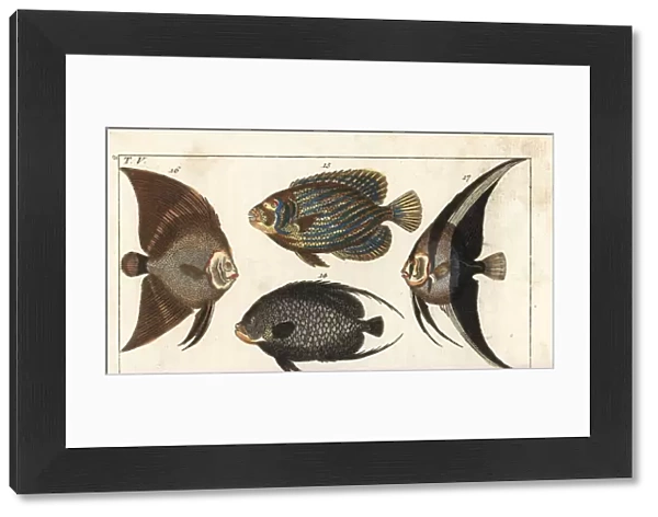 French angelfish, Emperor angelfish, batfish