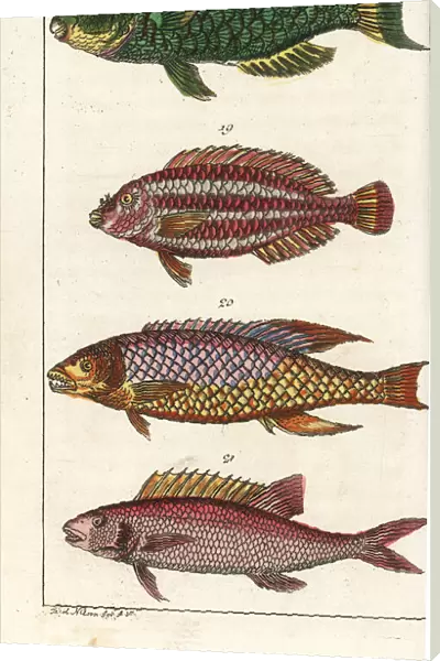 Parrotfish, striped parrotfish, Spanish hogfish