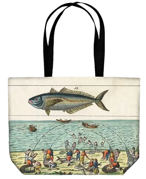 Tuna fishing method and horse mackerel