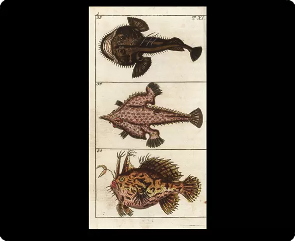 Angler fish, longnose batfish and sargassumfish