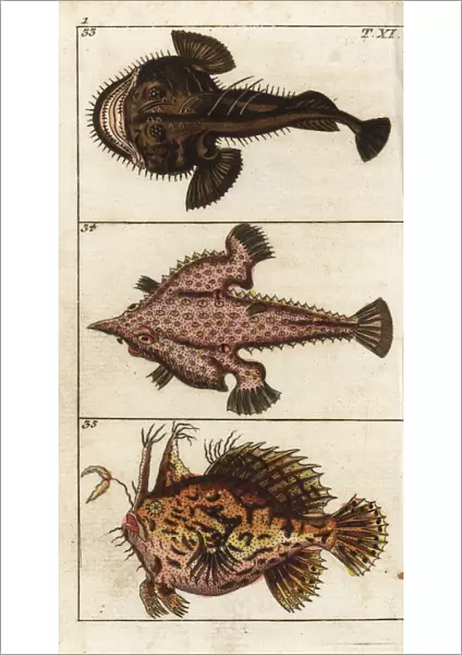 Angler fish, longnose batfish and sargassumfish