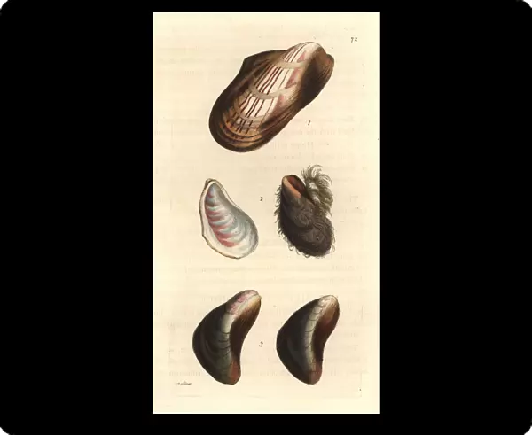Horse mussels