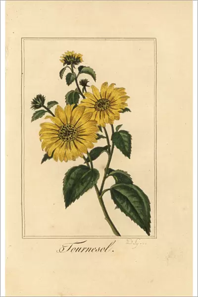 Sunflower, tournesol, Helianthus annuus