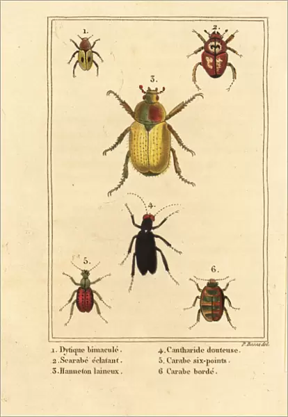 Ground beetle, scarab and cockchafer