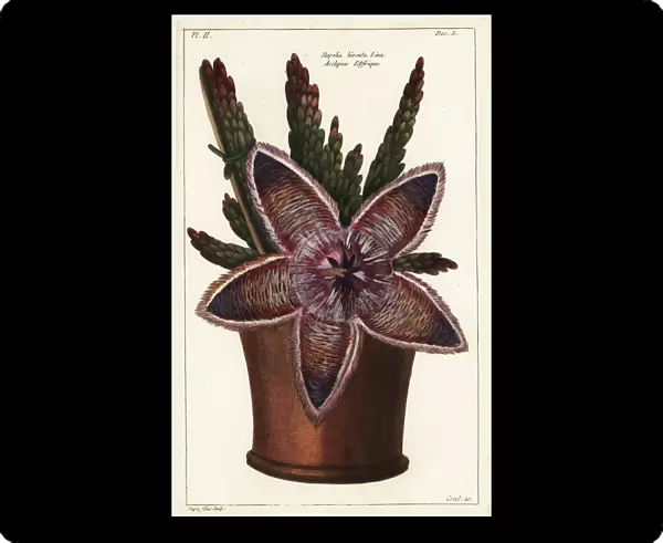Starfish flower or carrion plant, Stapelia hirsuta