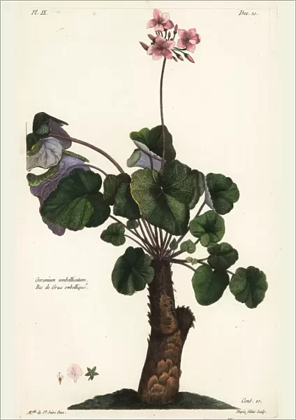 Species of geranium, Geranium umbellicatum