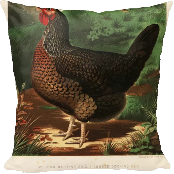 Single-combed Dorking hen