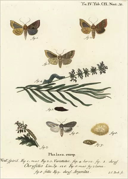 Burnished brass and green silver-spangled shark moths