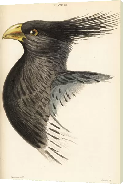 Head of the western plantain-eater, Crinifer piscator