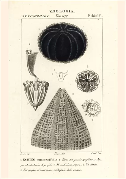 European edible sea urchin, Echinus esculentus