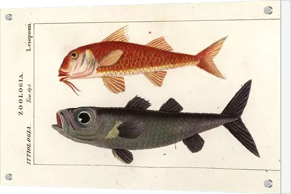 Bulls-eye fish and striped red mullet