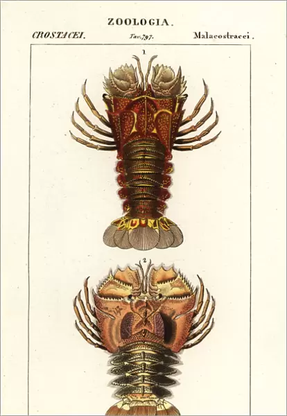 Slipper lobster and butterfly fan lobster