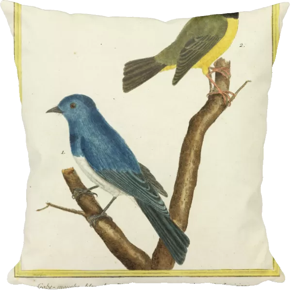 Black-naped monarch and hooded warbler