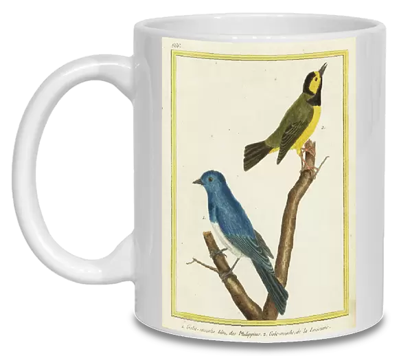 Black-naped monarch and hooded warbler