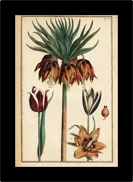 Crown imperial lily, Fritillaria imperialis, and tulips