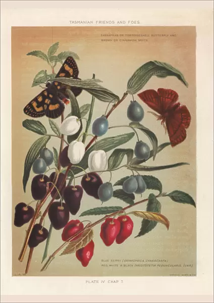 Turqoise berry and Aristotelia peduncularis