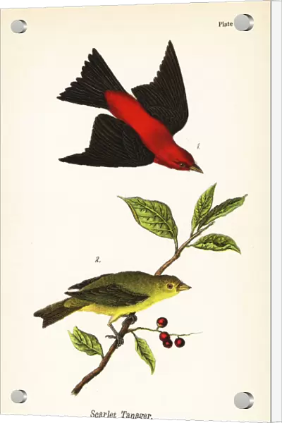 Scarlet tanager, Piranga olivacea