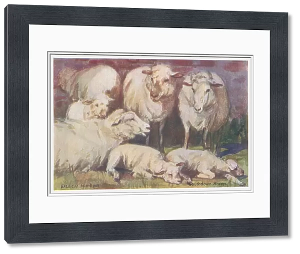 Sheep. Southdown sheep. Artist: Eileen Hood Date: circa 1930