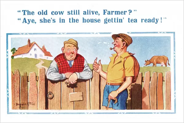 Comic postcard, the old cow