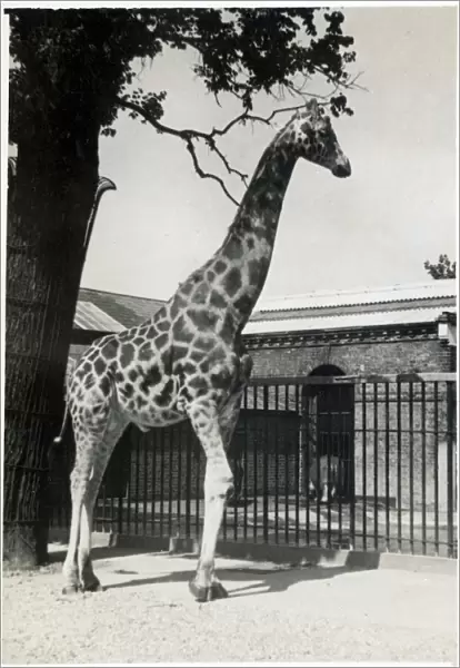 A Giraffe in a Zoo Date: circa 1920s