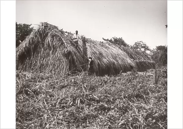 1940s East Africa Uganda - growing tobacco
