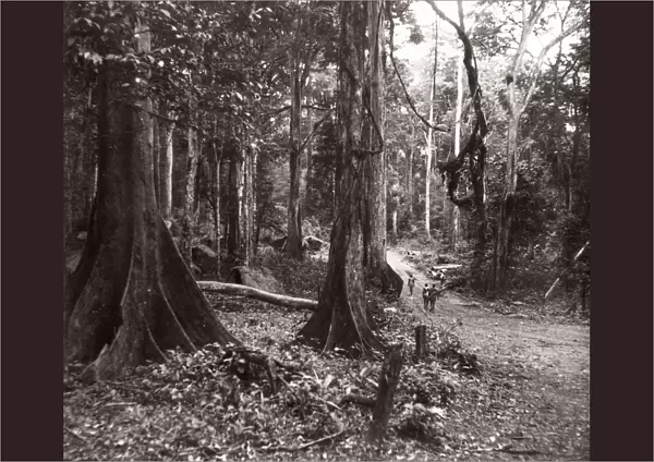 1940s East Africa Uganda - Budongo forest