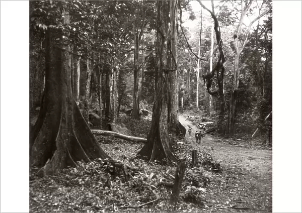 1940s East Africa Uganda - Budongo forest