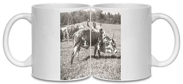 1940s East Africa - Uganda - a zebu, indigenous cattle