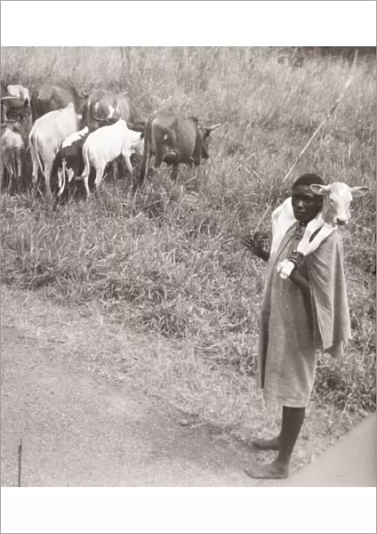 1940s East Africa - Uganda - cattle herder