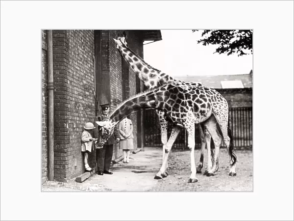 1930s press photo - feeding giraffes at London zoo