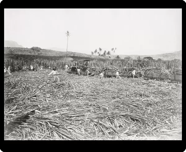 Cutting sugar cane, Barbados, West Indies