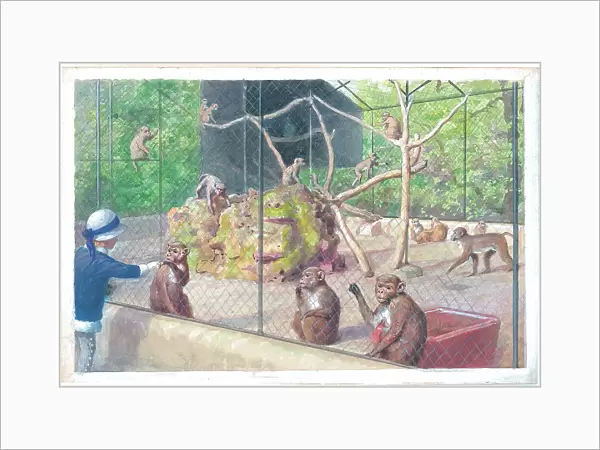 Rhesus Monkeys at London Zoo