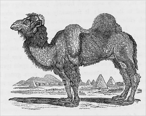 CAMEL (BEWICK)